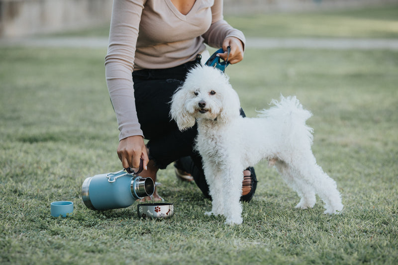 White dog beside an Asobu blue dog bowl bottle pouring water